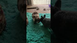 bunny playtime, zoomies & kisses (cute Holland Lop & Netherland Dwarf)