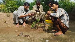 Tree plantation | villagers do pray for plant growth | Village norms #forestry #plantation #climate