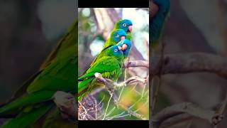 Blue-crowned parakeet 🐦🦜 #shorts #birds #parakeet