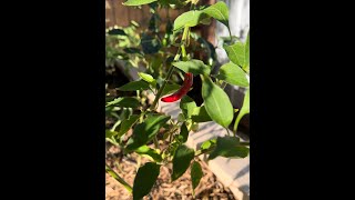 What happened when I planted too many pepper plants in a space ??  Habaneros are rocking!!!