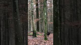 @biberontour1841,Wildgehege 🦌Video 2,Mufflons,Rehe,Hirsch 🦌und kleines „Bambi“ erwischt