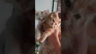 Persian Kittens