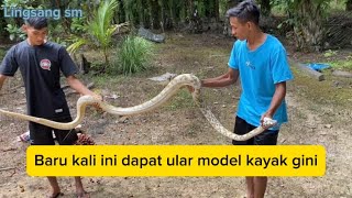 Baru pertama kali dapat ular yang aneh begini