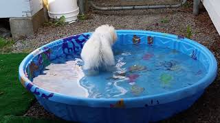 Charlotte 3 months in pool (2018)