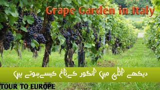 Grape Garden in Itlay Europe|how is grape garden in Italy Europe Urdu,Hindi[TOUR TO EUROPE]