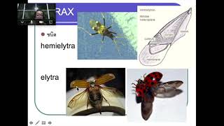 214312 entomology Part03