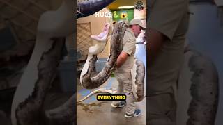 What’s the Longest Snake on Earth?