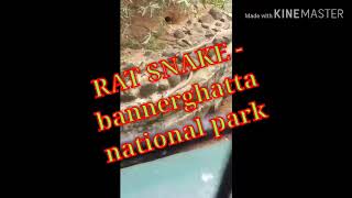 Rat Snake at bannerghatta national park live