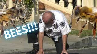 Not the TACTICAL BEEHIVE! LAPD Volunteer Officer SWARMED!