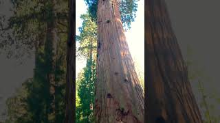 Biggest tree in the world by volume! #youtubeshorts #shorts