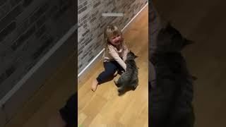 🐕 Funny Cats 2024😂 Cute Cats Videos 🐱 🐕 😄 Part 662