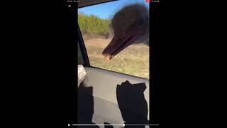 Crazy ostrich attacks my car. He’s hungy