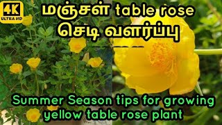 மஞ்சள் table rose செடி வளர்ப்பு முறை l Summer Season easy tips to grow table rose plant l Table rose