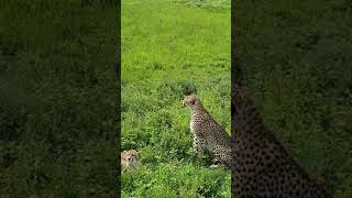 TANZANIA, Ngorongoro Conservation Area, Cheetah Family Vol2 (17.01.2020)