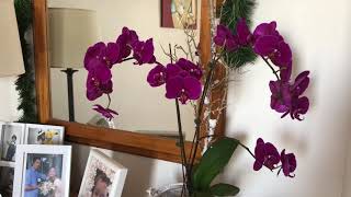 My Christmas Orchid Splurge