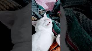 cat vs bageshwer dham #cat #meow #explore #buggy #kitten #viral #sleep #shorts#catlife#animals#billi