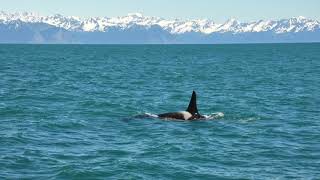 Amazing Wildlife of Alaska