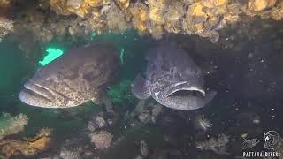 Морские окуни | Giant Groupers on 'Chang Wreck' | Diving in Koh Chang, Thailand