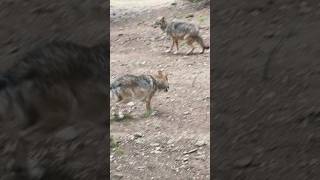 Be careful, there are wild wolves! #Wolf #NatureLover #Goldenretriever #SweetPaw #CuteDog #Shorts