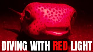 Why using red light while night diving may be rewarding