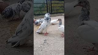 #pigeon 😜 #funny #kabutar #youtubeshorts #viral #shorts