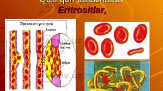 Qon haqida ma'lumot. #qon #lor #fiziologiya #Anatomiya #tibbiyot #tiktok #ischanov