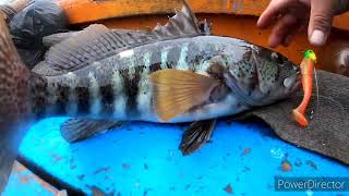 PESCA INCREÍBLE 🎣👍 PESCA EN MAR MOVIDO