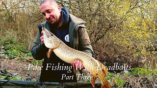 PIKE FISHING WITH DEADBAITS PART THREE catching more PIKE from a small river