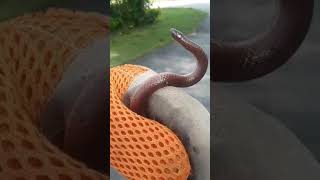 Wiggly-Waggly Worm Snake