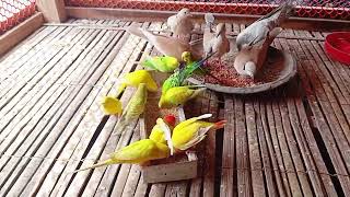 My all birds😍 | Birds Aviary | Mix Birds Colony | Dove birds | Love Birds | Bagigar