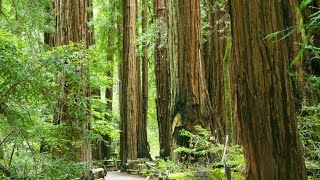 A Serene Stroll Through Muir Woods | Nature's Majesty in 50 Seconds