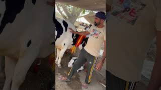 Cow #love #song #newsong #punjabi #punjabisong #latestsong #pdfajagraon #farmer #viral #buffalow