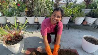 Repotting of Lemon Grass #vlog152