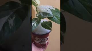 Another FREE PLANT! 😍 | Monstera lechleriana albo 😍💕