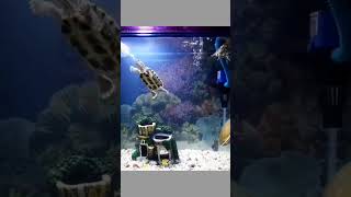 Turtle Tank with Fish |Turtle Fun  Moment with Fish #aqurium #sortfeed #sorts