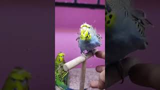 Jaal rate Bhar Gaya ? #lalukhetmarket #latestupdate #budgies #birdslover #cockatiel #lovebirds