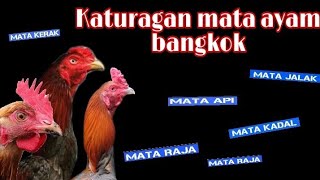 8 JENIS KATURANGGAN MATA AYAM BANGKOK SERTA KELEBIHAN DAN KEKURANGAN YANG WAJIB KAMU KETAHUI