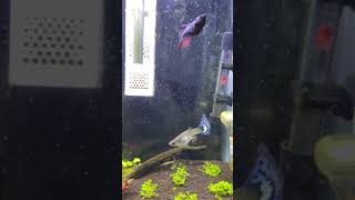 My beautiful betta fish #fish #bettafish #viral #shortfeed #aquarium #shorts #subscribe