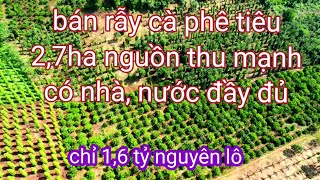 Đak nông 2,7ha tiêu và cà phê thu mạnh, giá bán gấp. 0987326906