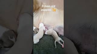 #cutepuppies #doglover #shorts #shortsvideo #shortsviral #petlovers #animallover