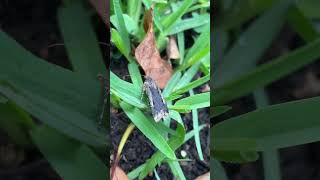 Large brown and black moth living in radish farm