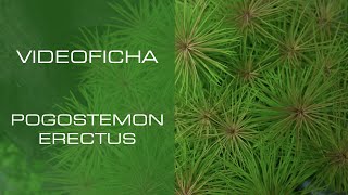 Pogostemon erectus - VideoFicha - Un toque diferenciador - PezVerde