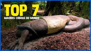 AS MAIORES COBRAS DO MUNDO 😱 QUAIS SÃO ? #cobras #top7