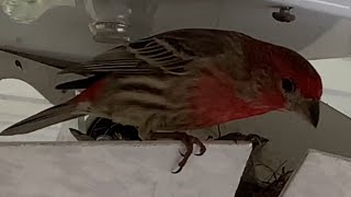 Bird Family Nest in a Broken Porch Light