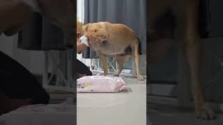 เช็ดเท้าก่อนนอนค่ะ #youtubeshorts #animals #dog #pets #หมา #shorts