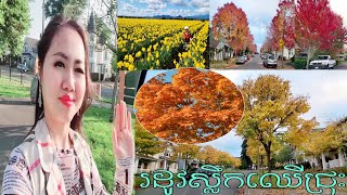 រដូវស្លឹកឈើជ្រុះប្រែពណ៌នៅអាមេរិក🍁🍁🇺🇲