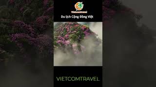 🌺🍀🌺Đỗ quyên trên đỉnh Pu Ta Leng-Vietcomtravel