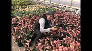 Paul Zammit and our One-Day Hellebore Sale at TBG