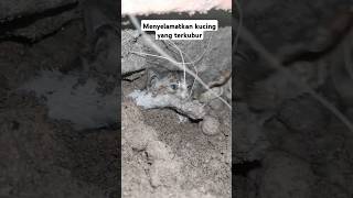 PERJUANGAN UNTUK MENYELAMATKAN KUCING