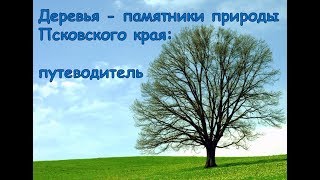 Деревья - памятники природы Псковского края